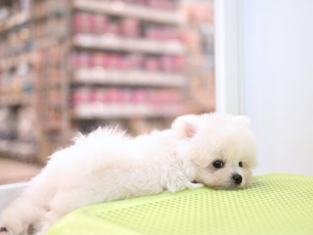 岡山県のハーフ犬・ミックス犬 (アミーゴ大安寺店/2026年4月18日生まれ/男の子/クリーム)の子犬の4枚目の画像