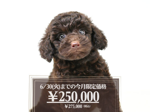 岡山県のトイプードル(トイ) (アミーゴ大安寺店/2026年3月30日生まれ/男の子/ブラウン)の子犬の1枚目の画像