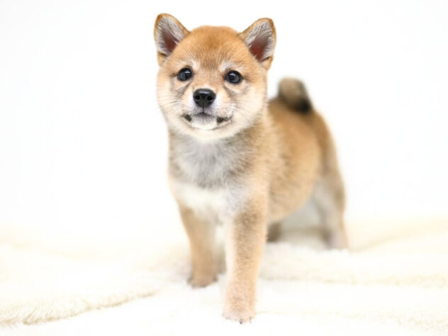 岡山県の豆柴 (アミーゴ大安寺店/2026年4月6日生まれ/女の子/赤)の子犬の2枚目の画像