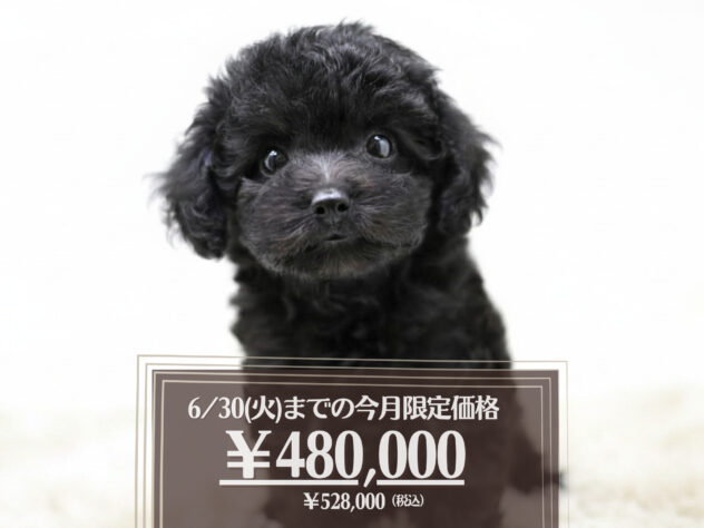 岡山県のトイプードル(トイ) (アミーゴ大安寺店/2026年4月4日生まれ/女の子/ブラック)の子犬の1枚目の画像