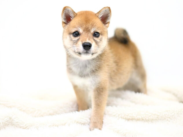岡山県の豆柴 (アミーゴ大安寺店/2026年4月6日生まれ/女の子/赤)の子犬の3枚目の画像