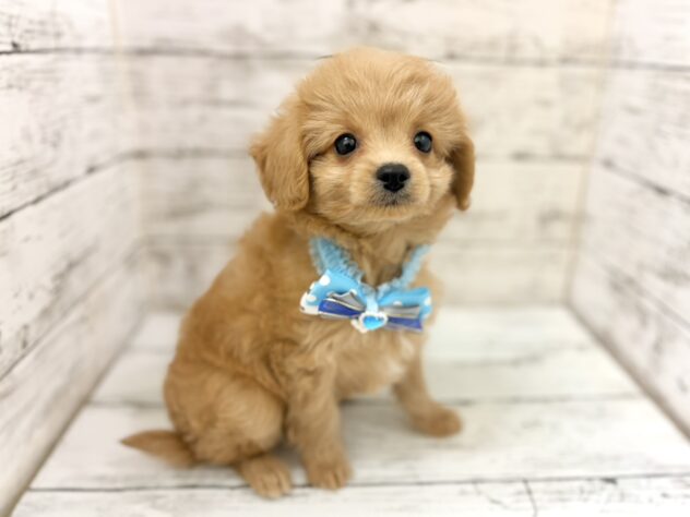 福島県のハーフ犬・ミックス犬 (アミーゴいわき店/2026年4月3日生まれ/男の子/アプリコット)の子犬