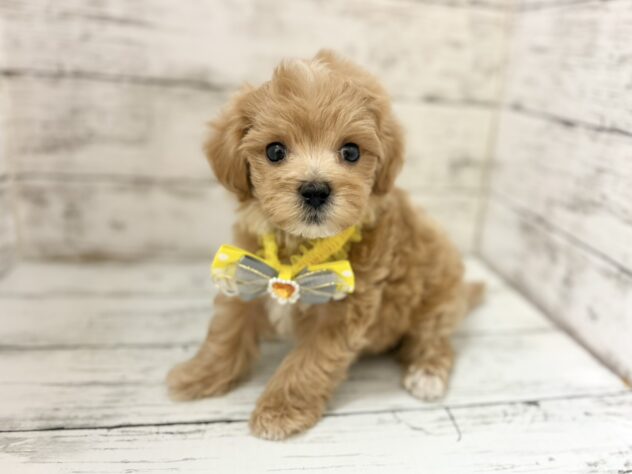 福島県のハーフ犬・ミックス犬 (アミーゴいわき店/2026年4月8日生まれ/男の子/アプリコット)の子犬