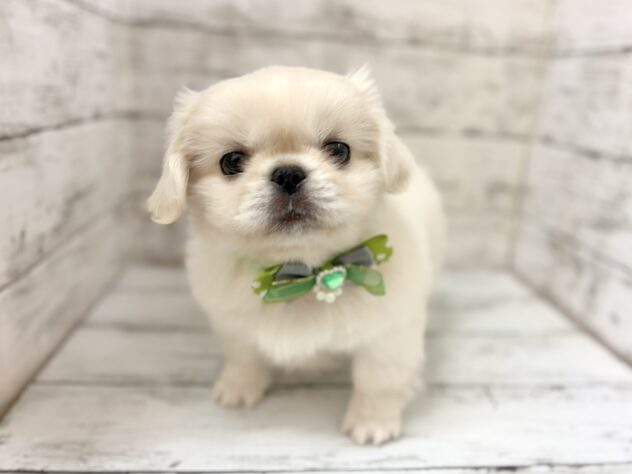 福島県のペキニーズ (アミーゴいわき店/2026年4月6日生まれ/男の子/ホワイト)の子犬