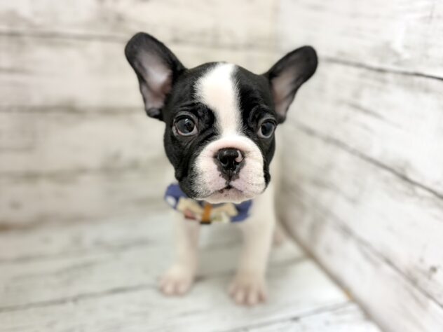 福島県のフレンチブルドッグ (アミーゴいわき店/2026年4月4日生まれ/男の子/パイド)の子犬