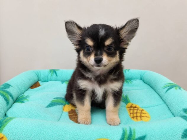 山形県のチワワ(ロング) (アミーゴ米沢店/2026年3月23日生まれ/男の子/ブラックタン)の子犬