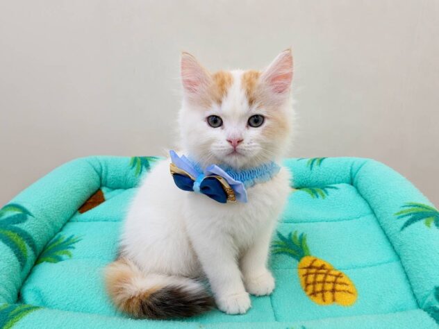 山形県のラガマフィン (アミーゴ米沢店/2026年4月12日生まれ/男の子/レッドタビーホワイト)の子猫