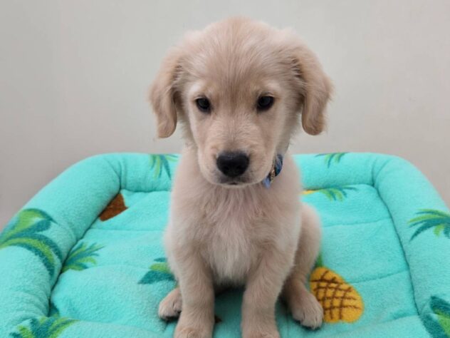 山形県のゴールデンレトリバー (アミーゴ米沢店/2026年4月7日生まれ/男の子/ゴールデン)の子犬