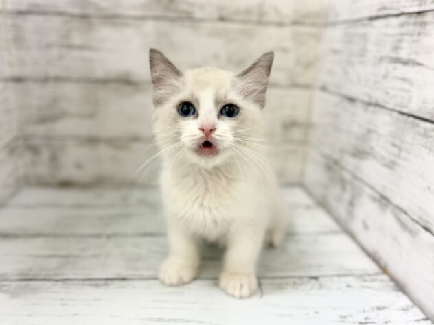 福島県のラグドール (アミーゴいわき店/2026年4月9日生まれ/男の子/ブルーポイントバイカラー)の子猫の3枚目の画像
