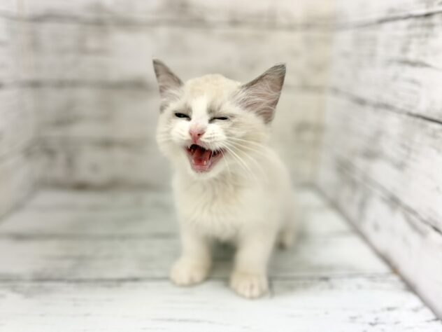 福島県のラグドール (アミーゴいわき店/2026年4月9日生まれ/男の子/ブルーポイントバイカラー)の子猫の4枚目の画像
