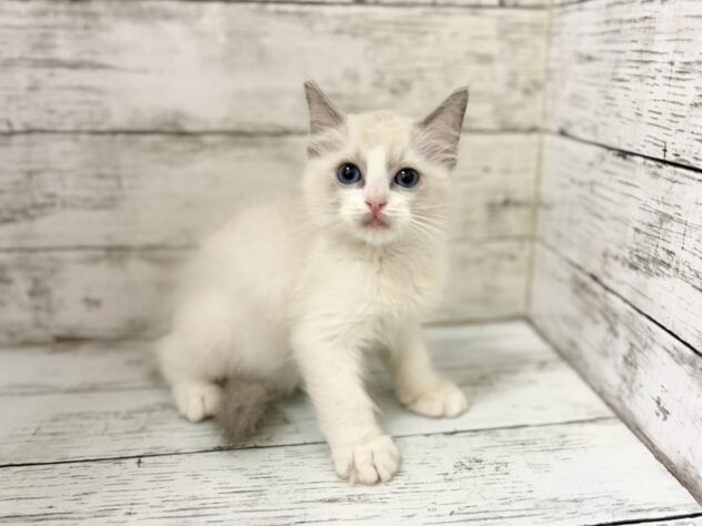 福島県のラグドール (アミーゴいわき店/2026年4月9日生まれ/男の子/ブルーポイントバイカラー)の子猫の1枚目の画像