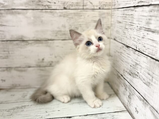 福島県のラグドール (アミーゴいわき店/2026年4月9日生まれ/男の子/ブルーポイントバイカラー)の子猫の2枚目の画像