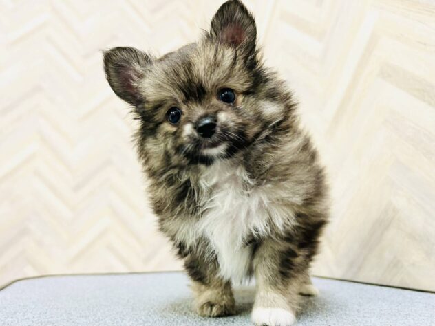 岡山県のハーフ犬・ミックス犬 (アミーゴ水島店/2026年4月12日生まれ/男の子/ウルフ)の子犬の3枚目の画像