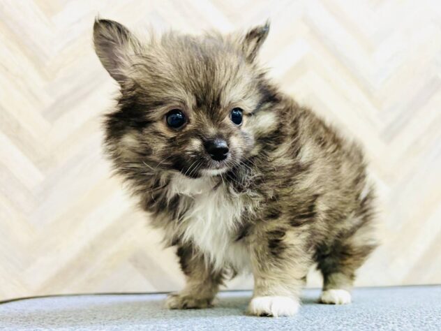 岡山県のハーフ犬・ミックス犬 (アミーゴ水島店/2026年4月12日生まれ/男の子/ウルフ)の子犬の2枚目の画像