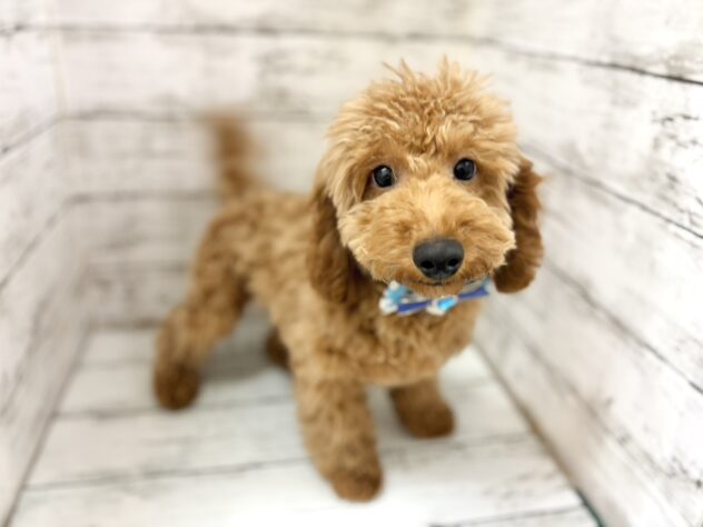 福島県のトイプードル(トイ) (アミーゴいわき店/2026年1月23日生まれ/男の子/レッド)の子犬