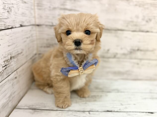 福島県のハーフ犬・ミックス犬 (アミーゴいわき店/2026年4月12日生まれ/男の子/アプリコット)の子犬