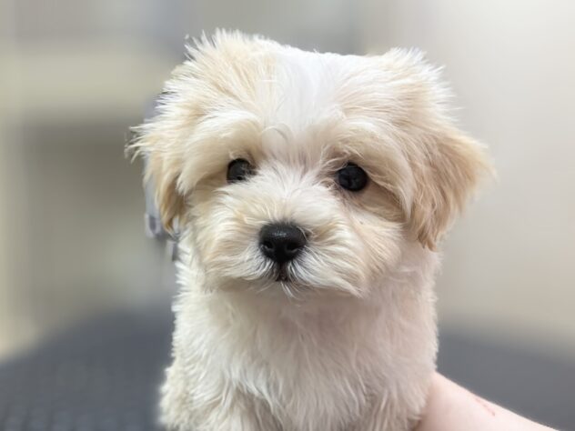 岡山県のハーフ犬・ミックス犬 (アミーゴ中庄店/2026年4月12日生まれ/男の子/クリーム)の子犬の2枚目の画像