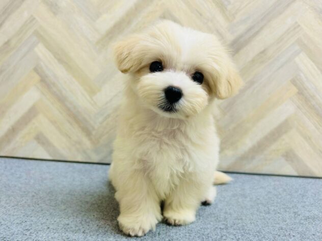 岡山県のハーフ犬・ミックス犬 (アミーゴ水島店/2026年4月12日生まれ/女の子/クリーム)の子犬の3枚目の画像