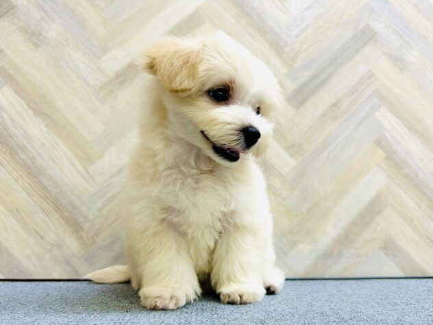 岡山県のハーフ犬・ミックス犬 (アミーゴ水島店/2026年4月12日生まれ/女の子/クリーム)の子犬の2枚目の画像