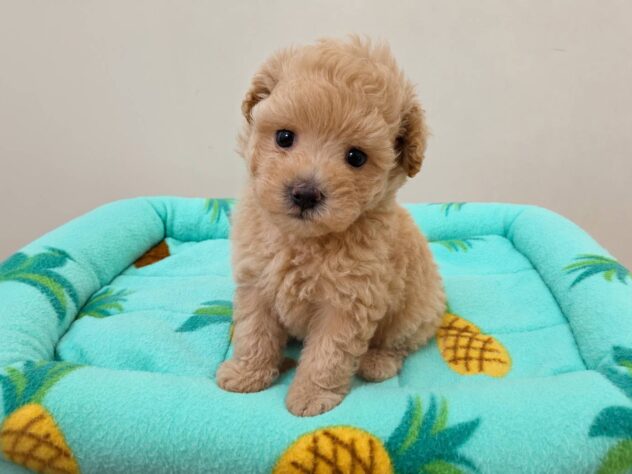 山形県のハーフ犬・ミックス犬 (アミーゴ米沢店/2026年4月18日生まれ/男の子/クリーム)の子犬
