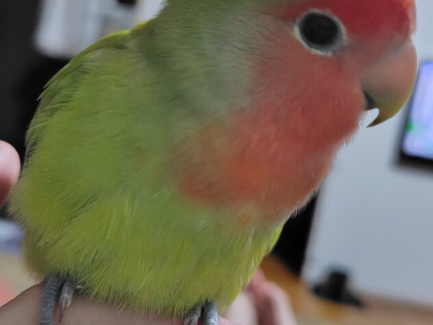 だいふく