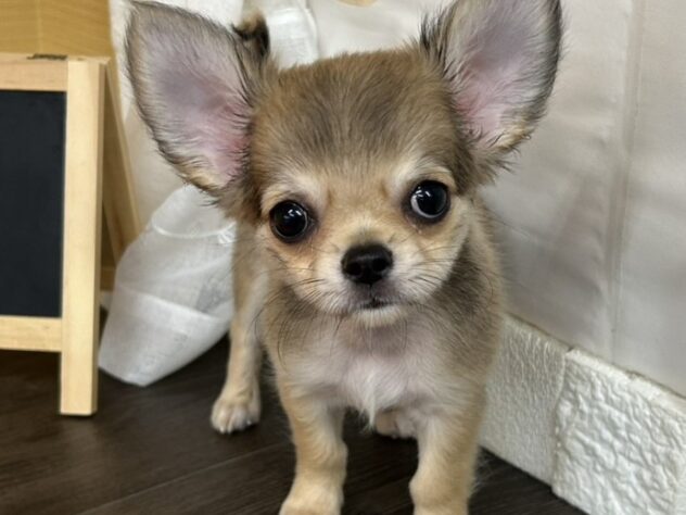 宮城県のチワワ(ロング) (アミーゴ古川駅前店/2026年4月22日生まれ/男の子/フォーン)の子犬