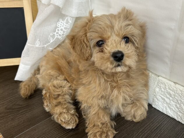 宮城県のハーフ犬・ミックス犬 (アミーゴ古川駅前店/2026年4月18日生まれ/男の子/アプリコット)の子犬