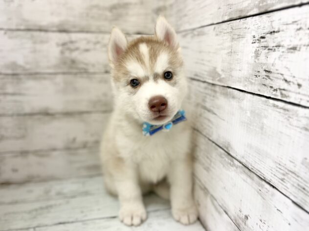 福島県のシベリアンハスキー (アミーゴいわき店/2026年4月27日生まれ/男の子/レッドホワイト)の子犬の1枚目の画像