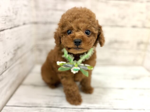 福島県のトイプードル(トイ) (アミーゴいわき店/2026年4月21日生まれ/男の子/レッド)の子犬の1枚目の画像