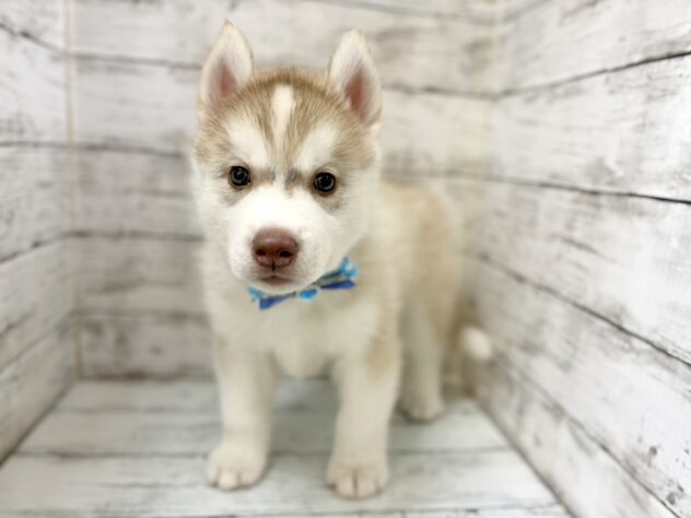 福島県のシベリアンハスキー (アミーゴいわき店/2026年4月27日生まれ/男の子/レッドホワイト)の子犬の2枚目の画像
