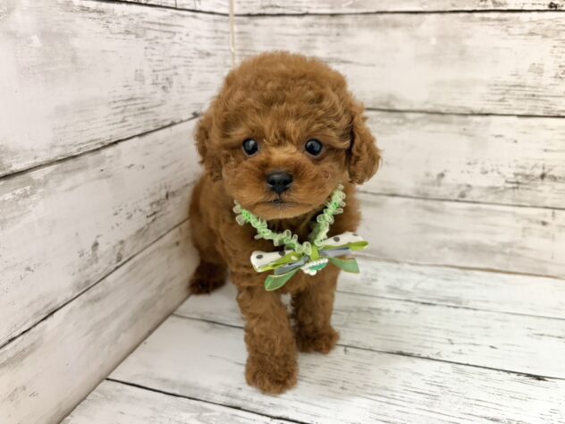 福島県のトイプードル(トイ) (アミーゴいわき店/2026年4月21日生まれ/男の子/レッド)の子犬の3枚目の画像