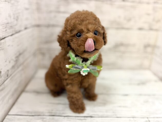 福島県のトイプードル(トイ) (アミーゴいわき店/2026年4月21日生まれ/男の子/レッド)の子犬の2枚目の画像