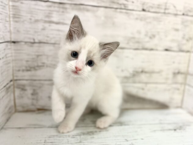 福島県のラグドール (アミーゴいわき店/2026年4月11日生まれ/女の子/ブルーポイントバイカラー)の子猫