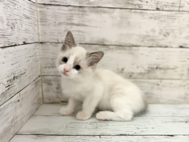 福島県のラグドール (アミーゴいわき店/2026年4月11日生まれ/女の子/ブルーポイントバイカラー)の子猫の2枚目の画像