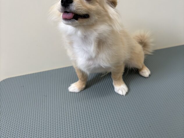 山形県のチワワ(ロング) (アミーゴ米沢店/2026年1月6日生まれ/男の子/クリーム)の子犬