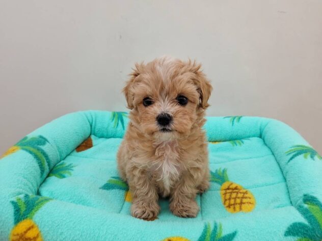 山形県のハーフ犬・ミックス犬 (アミーゴ米沢店/2026年4月28日生まれ/男の子/クリーム)の子犬