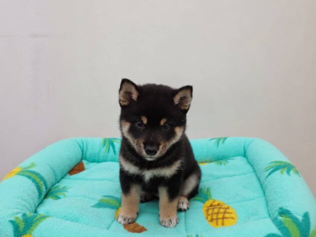 山形県の柴犬(標準サイズ) (アミーゴ米沢店/2026年4月11日生まれ/男の子/黒)の子犬