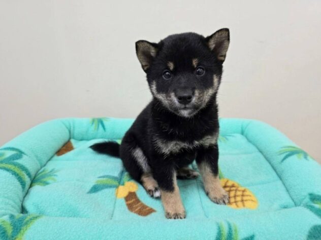 山形県の柴犬(標準サイズ) (アミーゴ米沢店/2026年4月11日生まれ/男の子/黒)の子犬