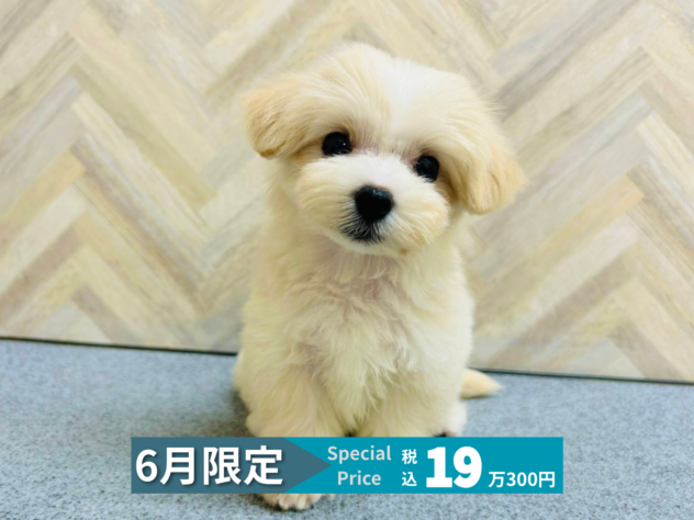 岡山県のハーフ犬・ミックス犬 (アミーゴ水島店/2026年4月12日生まれ/女の子/クリーム)の子犬の1枚目の画像