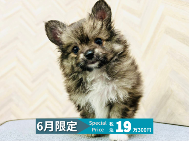 岡山県のハーフ犬・ミックス犬 (アミーゴ水島店/2026年4月12日生まれ/男の子/ウルフ)の子犬