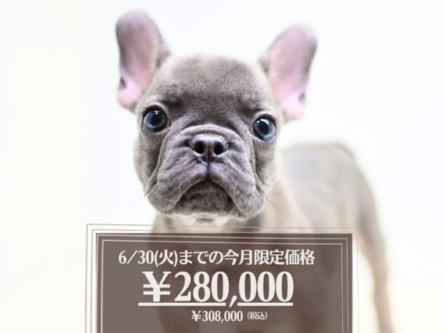 岡山県のフレンチブルドッグ (アミーゴ大安寺店/2026年3月10日生まれ/女の子/ブルーフォーン)の子犬の1枚目の画像