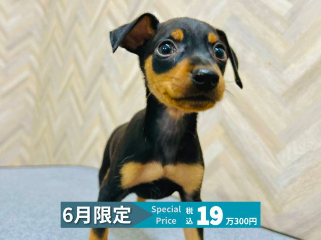 岡山県のミニチュアピンシャー (アミーゴ水島店/2026年4月22日生まれ/男の子/ブラックタン)の子犬
