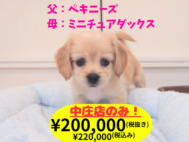 岡山県のハーフ犬・ミックス犬 (アミーゴ中庄店/2026年4月5日生まれ/女の子/クリーム)の子犬