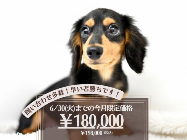 岡山県のミニチュアダックスフンド(ロング) (アミーゴ大安寺店/2026年1月18日生まれ/男の子/ブラックタン)の子犬の1枚目の画像