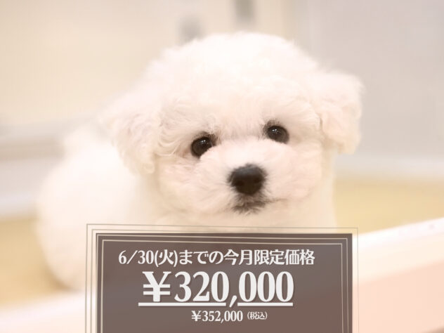 岡山県のビションフリーゼ (アミーゴ大安寺店/2026年3月23日生まれ/男の子/ホワイト)の子犬の1枚目の画像