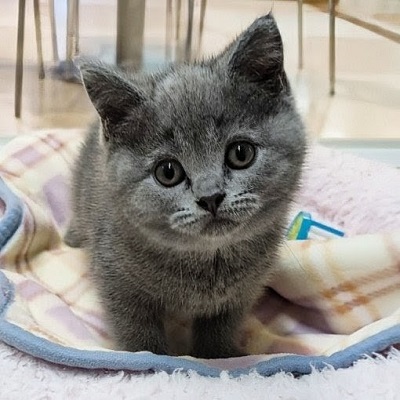 大阪府のブリティッシュショートヘアー (アミーゴ高槻店/2026年4月10日生まれ/女の子/ブルー)の子猫の4枚目の画像