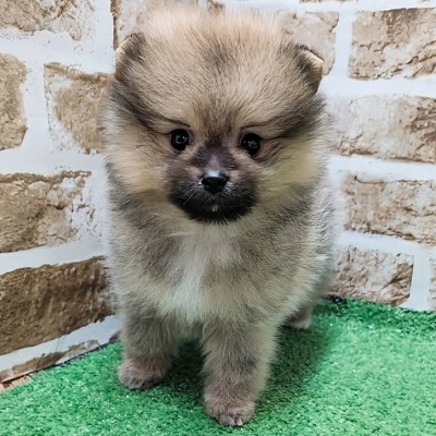 大阪府のポメラニアン (アミーゴ高槻店/2026年4月16日生まれ/女の子/オレンジ)の子犬