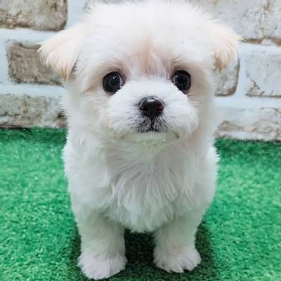 大阪府のハーフ犬・ミックス犬 (アミーゴ高槻店/2026年4月7日生まれ/女の子/クリームホワイト)の子犬