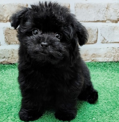 大阪府のハーフ犬・ミックス犬 (アミーゴ高槻店/2026年4月8日生まれ/男の子/ブラック)の子犬