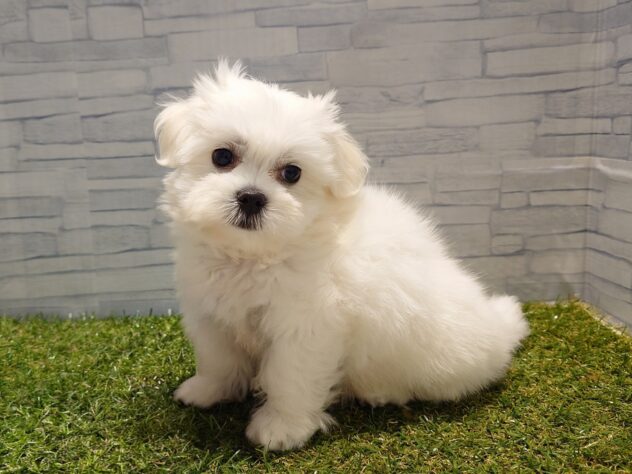 新潟県のハーフ犬・ミックス犬 (アミーゴ新発田店/2026年3月18日生まれ/男の子/ホワイト)の子犬の2枚目の画像